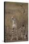 Cheetah in Grass-DLILLC-Stretched Canvas