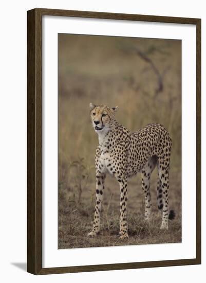 Cheetah in Grass-DLILLC-Framed Photographic Print