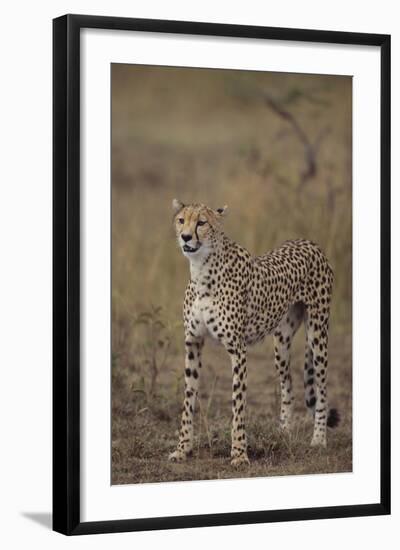 Cheetah in Grass-DLILLC-Framed Photographic Print