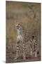 Cheetah in Grass-DLILLC-Mounted Photographic Print