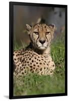 Cheetah in Grass-Lantern Press-Framed Art Print