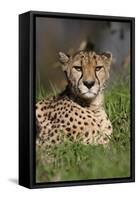 Cheetah in Grass-Lantern Press-Framed Stretched Canvas