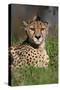 Cheetah in Grass-Lantern Press-Stretched Canvas