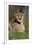 Cheetah in Grass-Lantern Press-Framed Art Print