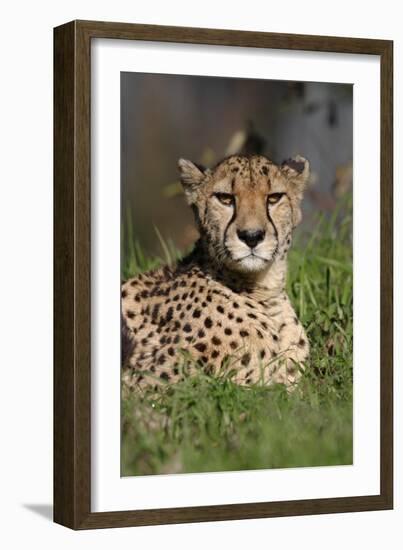 Cheetah in Grass-Lantern Press-Framed Art Print