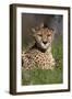 Cheetah in Grass-Lantern Press-Framed Art Print