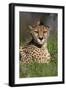 Cheetah in Grass-Lantern Press-Framed Art Print