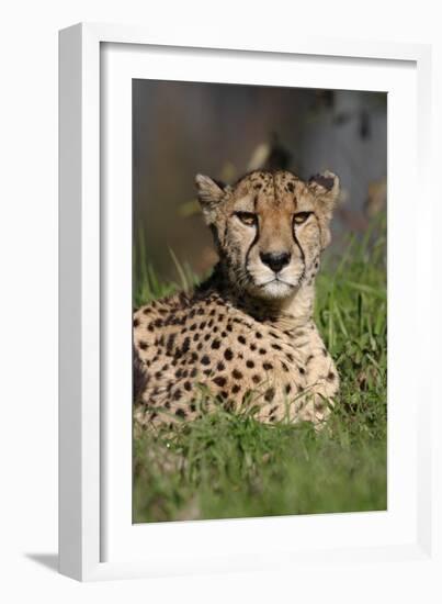 Cheetah in Grass-Lantern Press-Framed Art Print