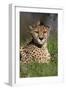 Cheetah in Grass-Lantern Press-Framed Art Print