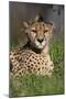 Cheetah in Grass-Lantern Press-Mounted Art Print