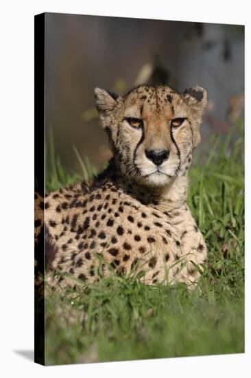 Cheetah in Grass-Lantern Press-Stretched Canvas