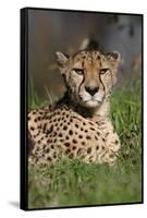 Cheetah in Grass-Lantern Press-Framed Stretched Canvas