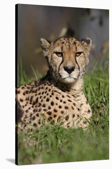 Cheetah in Grass-Lantern Press-Stretched Canvas