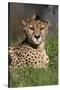 Cheetah in Grass-Lantern Press-Stretched Canvas