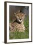 Cheetah in Grass-Lantern Press-Framed Art Print