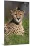 Cheetah in Grass-Lantern Press-Mounted Art Print