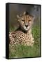 Cheetah in Grass-Lantern Press-Framed Stretched Canvas