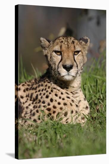 Cheetah in Grass-Lantern Press-Stretched Canvas