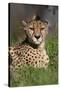 Cheetah in Grass-Lantern Press-Stretched Canvas