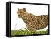 Cheetah in Namibia, Africa-Frances Gallogly-Framed Stretched Canvas