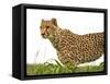 Cheetah in Namibia, Africa-Frances Gallogly-Framed Stretched Canvas