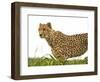 Cheetah in Namibia, Africa-Frances Gallogly-Framed Photographic Print