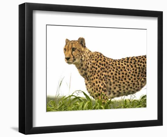 Cheetah in Namibia, Africa-Frances Gallogly-Framed Photographic Print