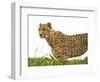 Cheetah in Namibia, Africa-Frances Gallogly-Framed Photographic Print