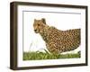 Cheetah in Namibia, Africa-Frances Gallogly-Framed Photographic Print