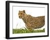 Cheetah in Namibia, Africa-Frances Gallogly-Framed Photographic Print