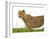 Cheetah in Namibia, Africa-Frances Gallogly-Framed Photographic Print