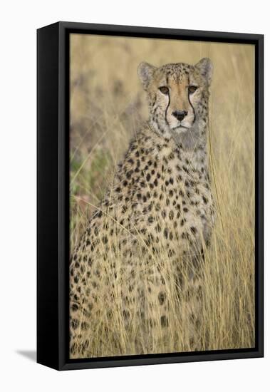 Cheetah in Tall Grass-Darrell Gulin-Framed Stretched Canvas