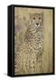 Cheetah in Tall Grass-Darrell Gulin-Framed Stretched Canvas