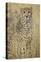 Cheetah in Tall Grass-Darrell Gulin-Stretched Canvas