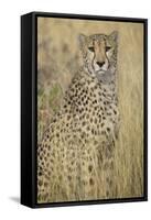 Cheetah in Tall Grass-Darrell Gulin-Framed Stretched Canvas