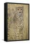 Cheetah in Tall Grass-Darrell Gulin-Framed Stretched Canvas