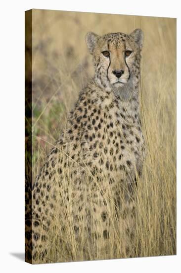Cheetah in Tall Grass-Darrell Gulin-Stretched Canvas