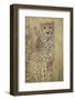 Cheetah in Tall Grass-Darrell Gulin-Framed Photographic Print