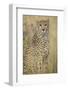 Cheetah in Tall Grass-Darrell Gulin-Framed Photographic Print