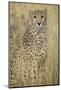 Cheetah in Tall Grass-Darrell Gulin-Mounted Photographic Print