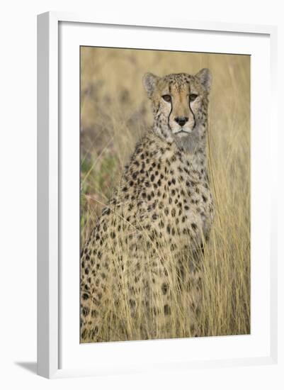 Cheetah in Tall Grass-Darrell Gulin-Framed Photographic Print