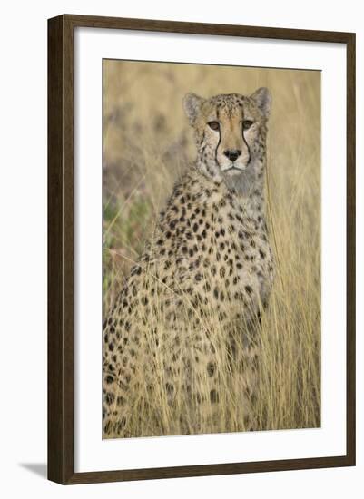 Cheetah in Tall Grass-Darrell Gulin-Framed Photographic Print