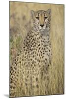 Cheetah in Tall Grass-Darrell Gulin-Mounted Photographic Print