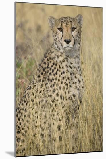 Cheetah in Tall Grass-Darrell Gulin-Mounted Photographic Print