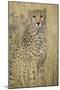 Cheetah in Tall Grass-Darrell Gulin-Mounted Photographic Print