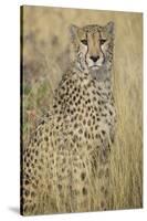 Cheetah in Tall Grass-Darrell Gulin-Stretched Canvas