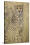 Cheetah in Tall Grass-Darrell Gulin-Stretched Canvas