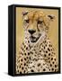 Cheetah in the Brush, Maasai Mara, Kenya-Joe Restuccia III-Framed Stretched Canvas