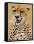 Cheetah in the Brush, Maasai Mara, Kenya-Joe Restuccia III-Framed Stretched Canvas