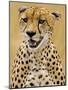 Cheetah in the Brush, Maasai Mara, Kenya-Joe Restuccia III-Mounted Photographic Print